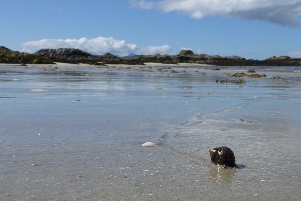 A periwinkle making its way along the beach
