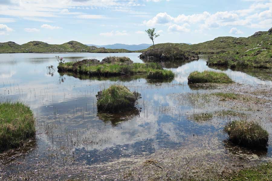 watch out for dragonflies in the summer months