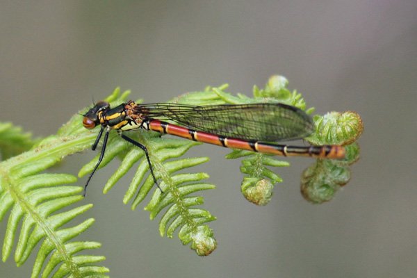 Large red damselfly