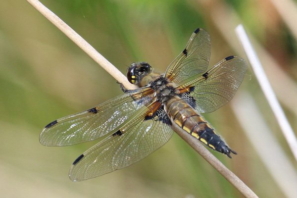 Four-spotted chaser