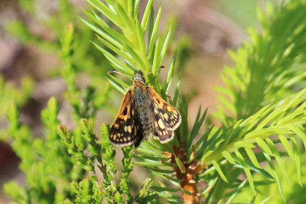 Chequered skipper awaiting a mate