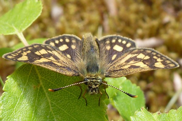 Chequered skipper