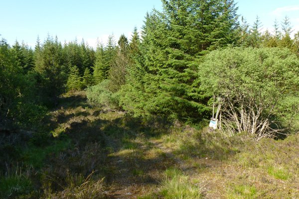 The track divides towards the end and becomes less distinct