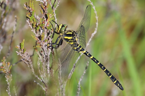 Golden-ringed dragonfly