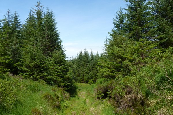 The detour to Claish Moss is fairly easy to follow