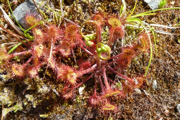 Lookout for sundew, an insectivorous plant