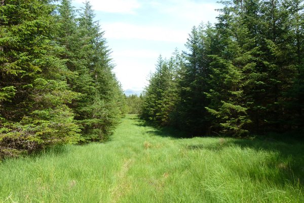 The detour to Claish Moss passes through wide forest rides