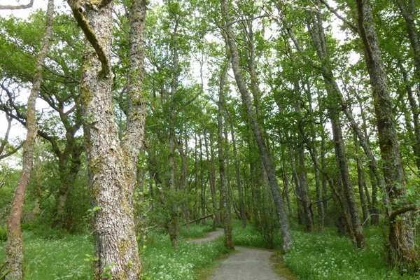 Passing through ancient alder woodlands on your return following the Alt Dubh Trail