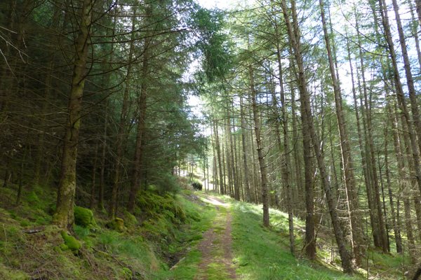 Walking uphill through the forrestry plantation