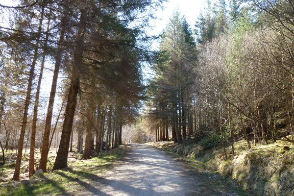 Heading through spruce and larch plantation