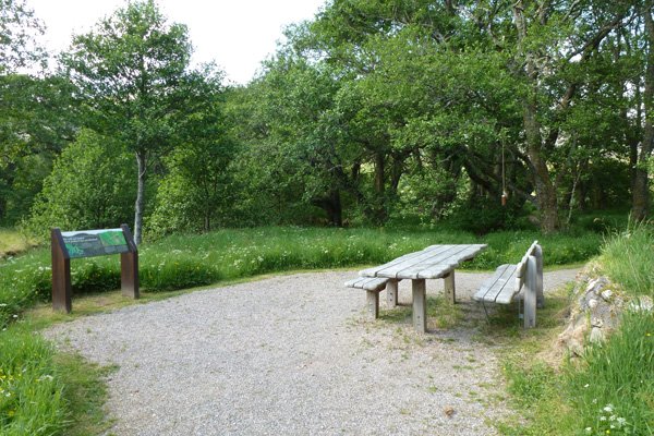 Picnic bench and interpretation board on the Alder Trail 