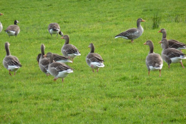 Grey Lag Geese in the fields at Dalilea