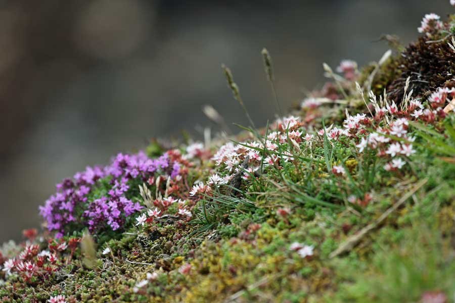 St Columba's Chapel Walk, Drimnin