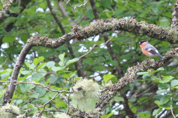 A male bullfinch in the oak woodland