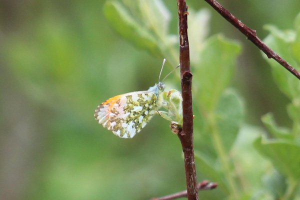 An orange-tip butterfly