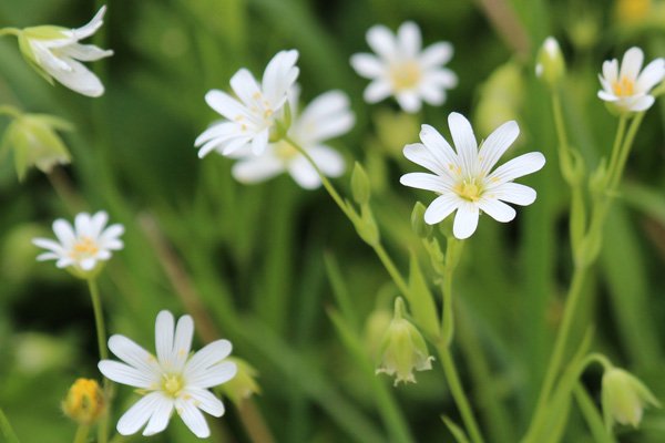 Greater stitchwort