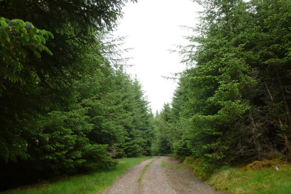 The forest track through coniferous plantation