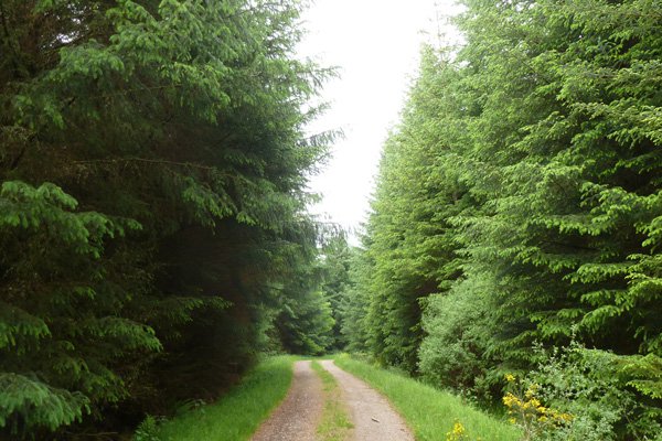 The track continues through mature coniferous forest