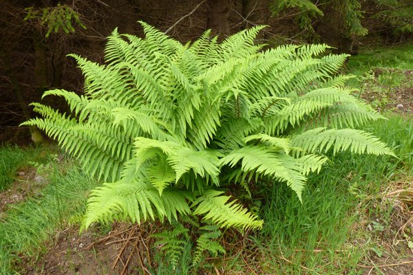 One of the many lovely ferns on the track edge