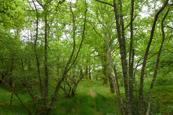The path through the old woodlands