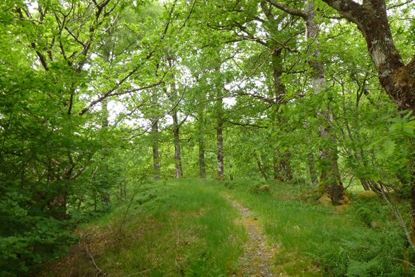 The path continues through the woodland as it descends back to the forest track