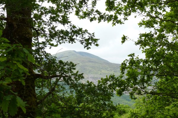 Lovely views through the woodlands to Sron Liath
