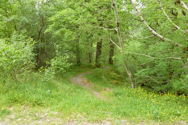 Look out for the path descending into the woodlands after you return to the forest track
