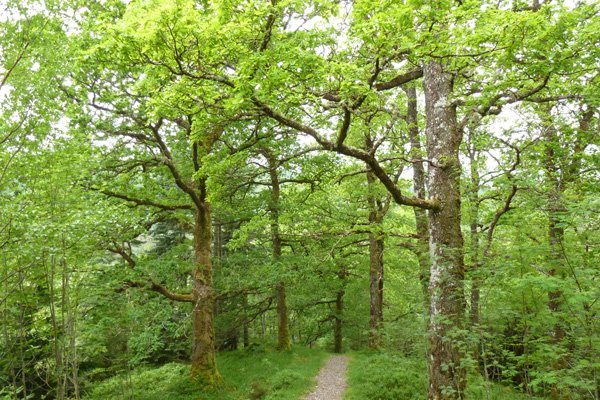 The mature oak woodland in Glen Loy