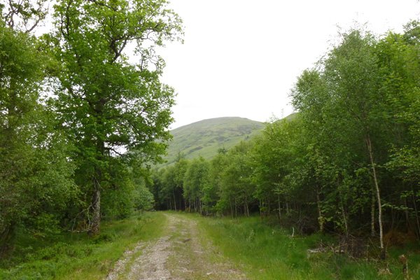 Returning on the lower forest track to rejoin the track back to the car park