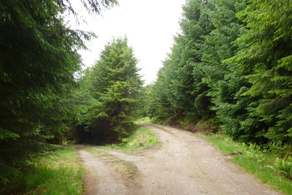 Keep right at the second junction on the forest track