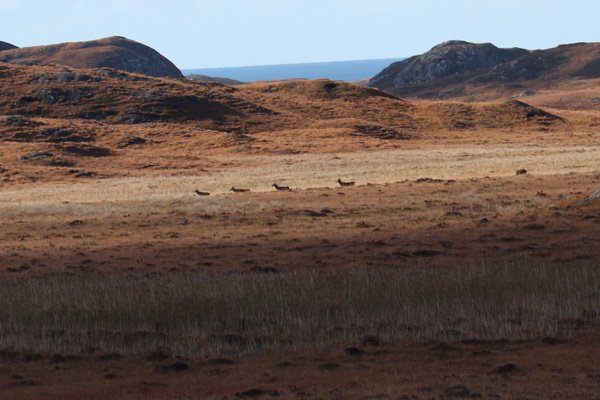 Red deer