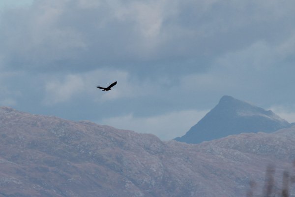 White-tailed eagle