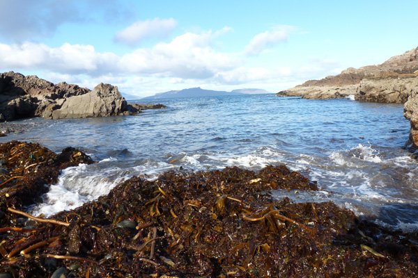 Kelp on the tide line at Port Eigin-aig on the Ardnamurchan peninsula