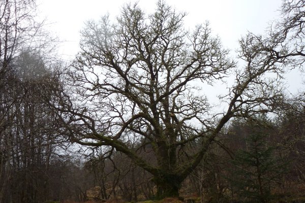 Old lichen covered oaks