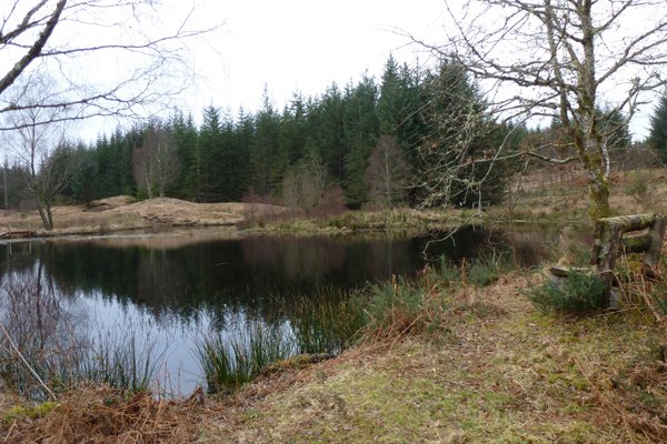 good spot for dragonfly stalking (in season)