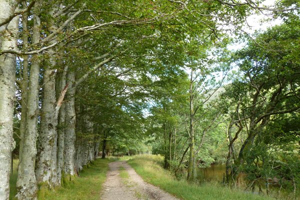The beech tree avenue at the start of the Galmadale Dam walk