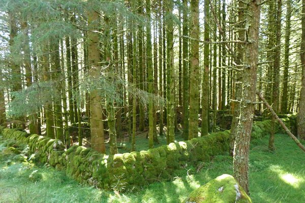 The first section of the walk is through forestry plantation