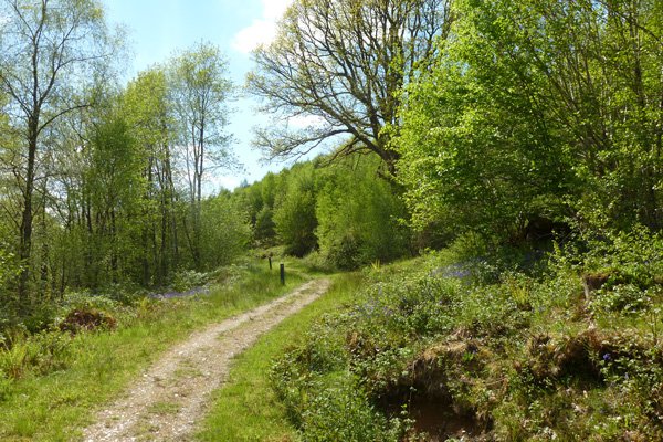 Look out for butterflies flitting along the verges 