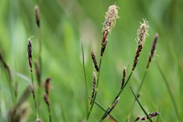 Common sedge (Carex nigra) in the wetter areas