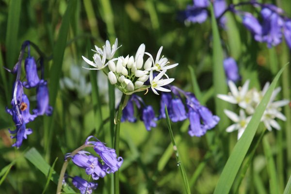 Bluebells and ramsons