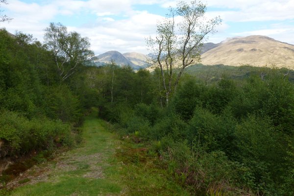 The path descends through birch scrub