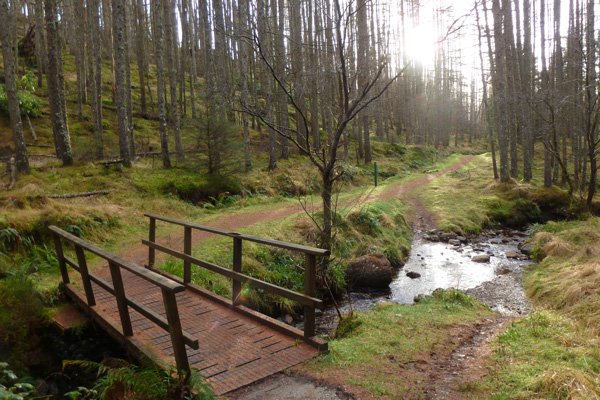 One of the many stream crossings in Glen Righ Wood