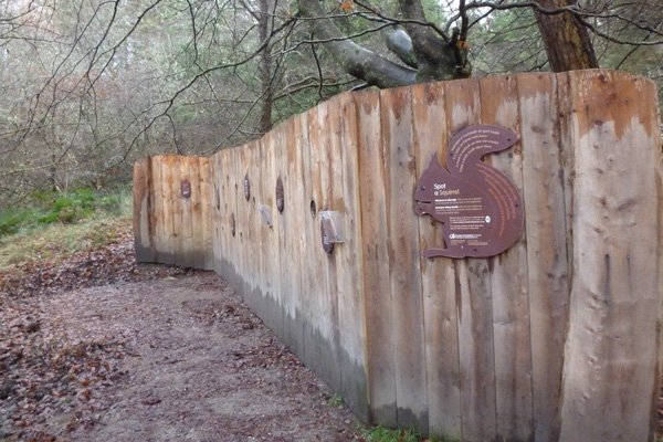 Red squirrel feeding station and hide, Glen Righ Wood