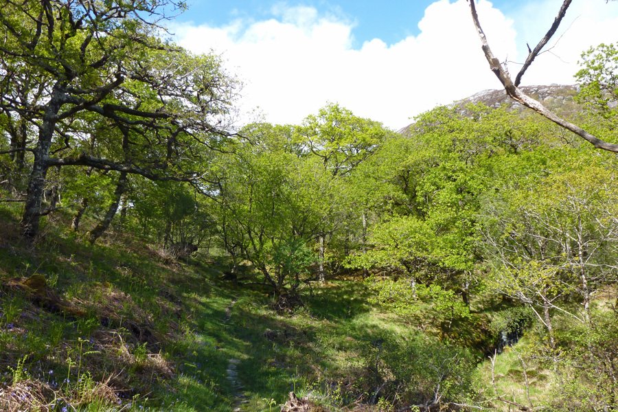 The old Oakwood at the start of the RSPB Glenborrodale walk