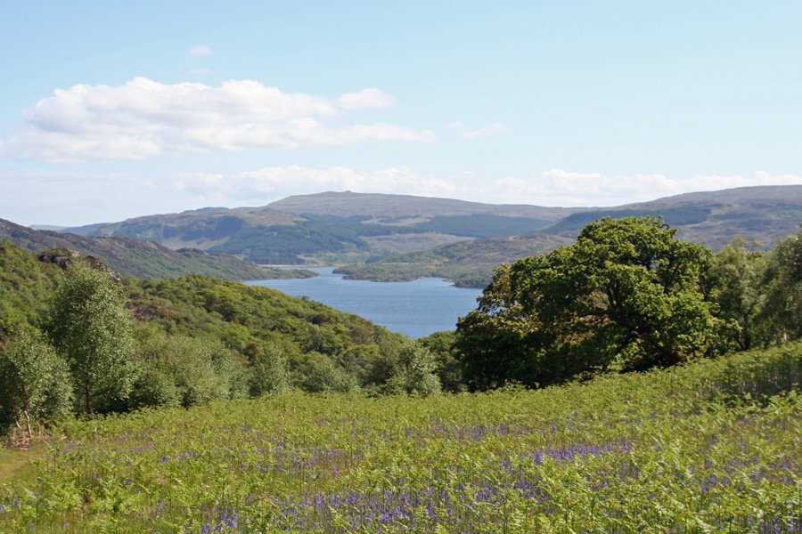 Eastwards over Loch Sunart - bluebells, an ancient woodland indicator species