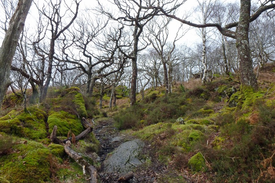 The path through the old oakwood in early March