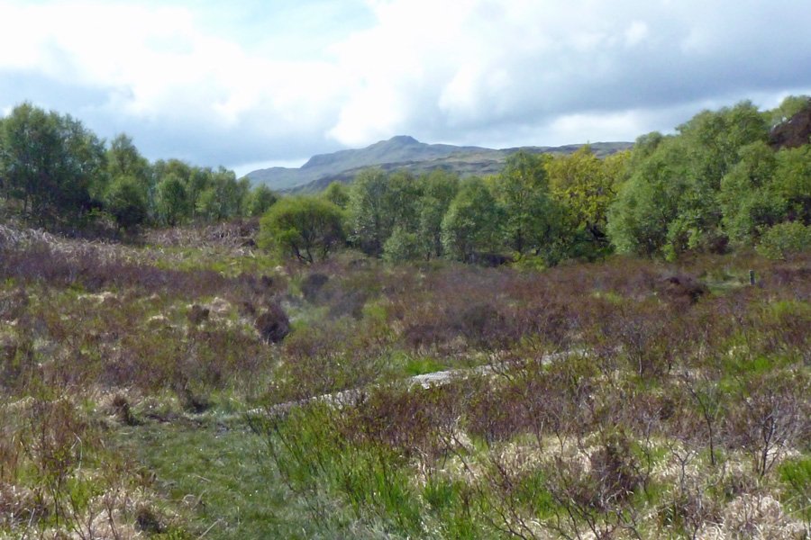 Interesting heathland