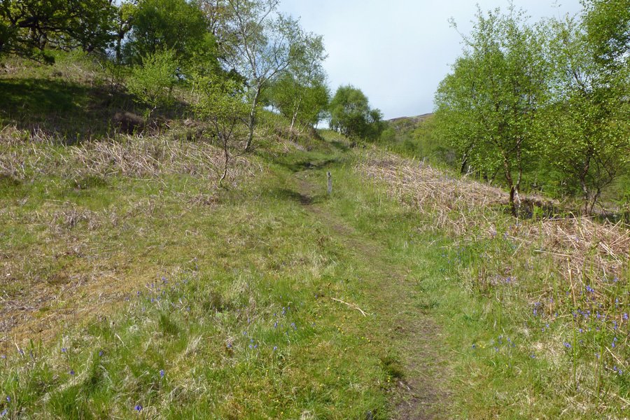 Watch out for fritillary butterflies in June