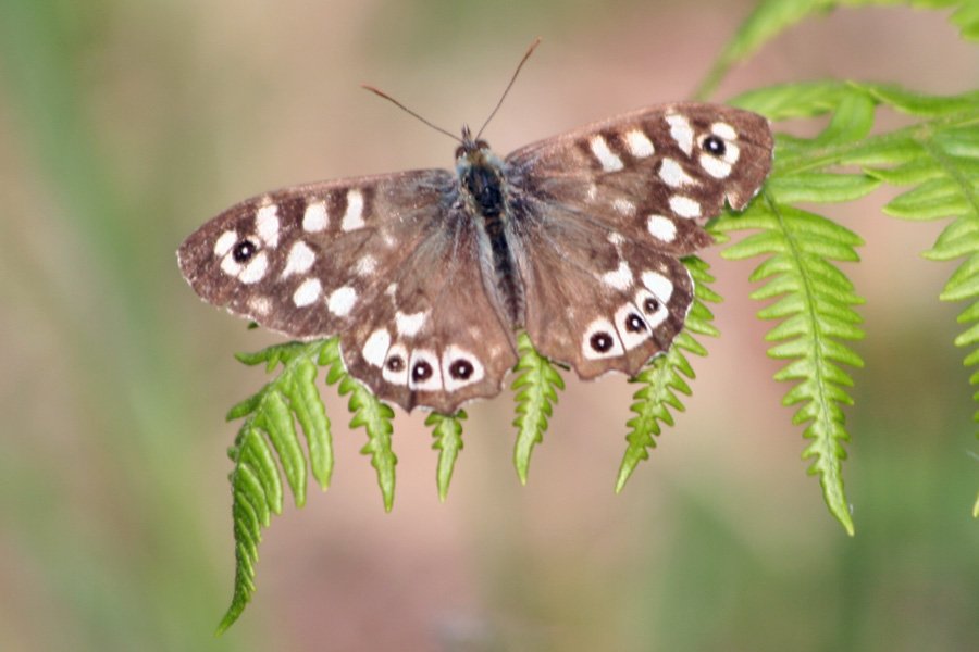 Speckled wood butterfly at Glenborrodale