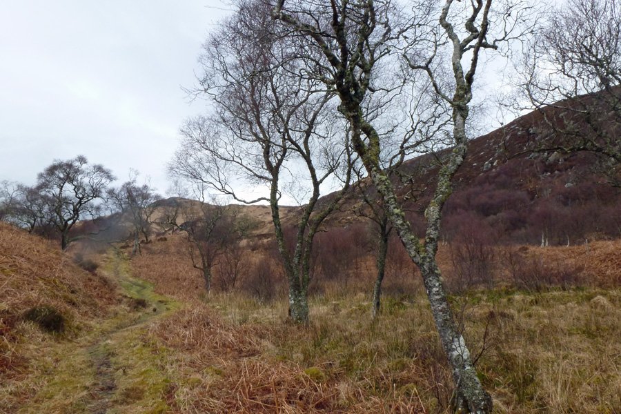 RSPB Glenborrodale